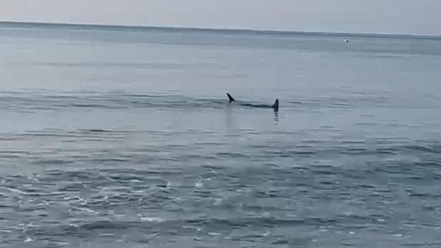 Aparece una manta raya desorientada en la playa de Cullera