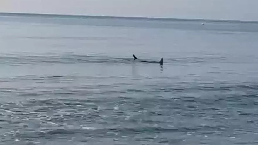 Aparece una manta raya desorientada en la playa de Cullera