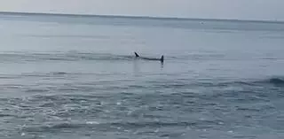 Aparece una manta raya desorientada en la playa de Cullera