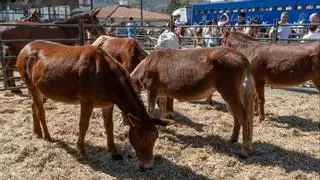 La Feria de la Mula de Arenas reunirá a más de 150 ejemplares durante el puente de octubre