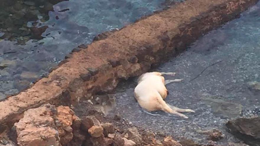 El cadáver de un buey en descomposición flota en sa Foradada hace semanas