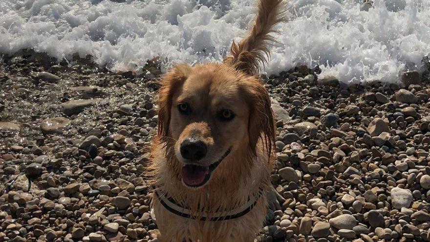 Sita, la perra fallecida tras ingerir algún alimento tóxico o venenoso en la playa canina de El Campello.