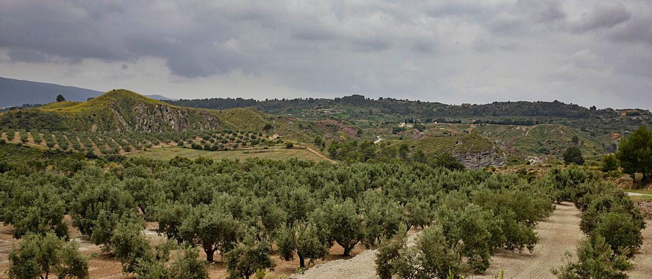 Terrenos agrícolas y forestales en el término de Chella, en una imagen de archivo | PERALES IBORRA