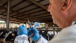 Catalunya declara el final del brot de dermatosi nodular