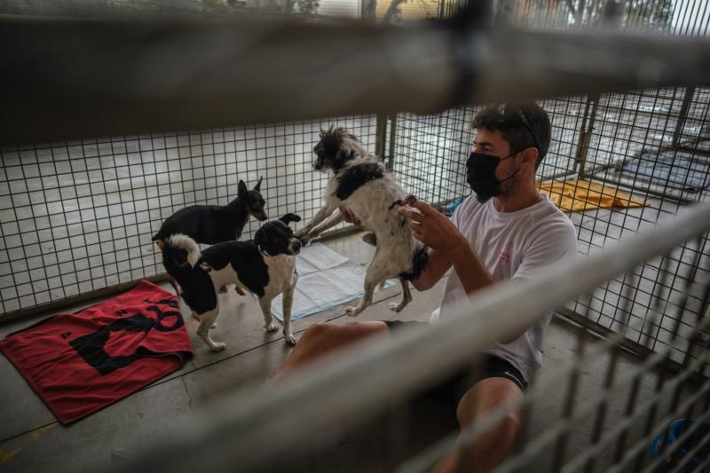 Acogida de animales afectados por la erupción del volcán de La Palma