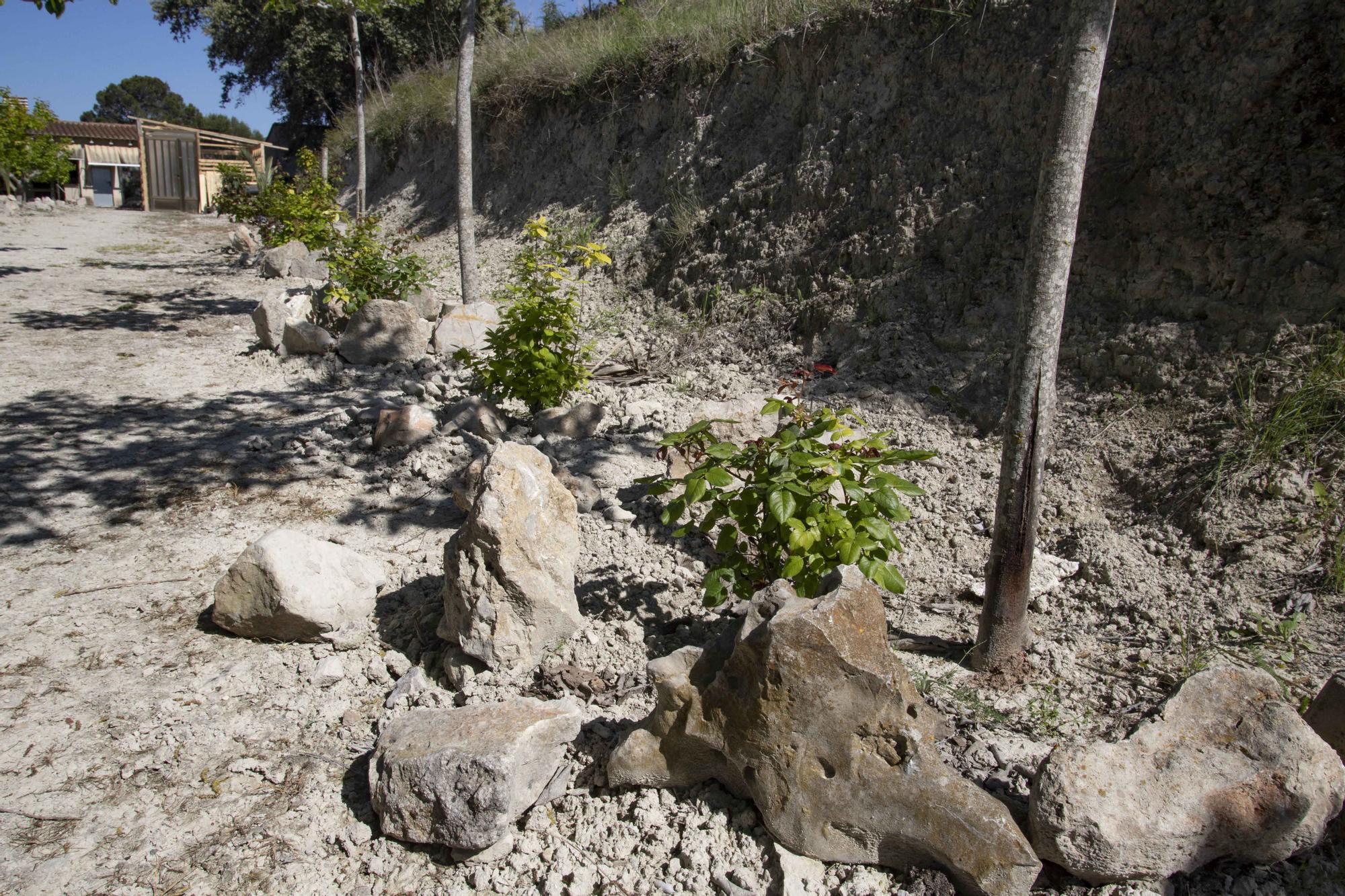 Los jabalíes destrozan parcelas de la urbanización Bixquert