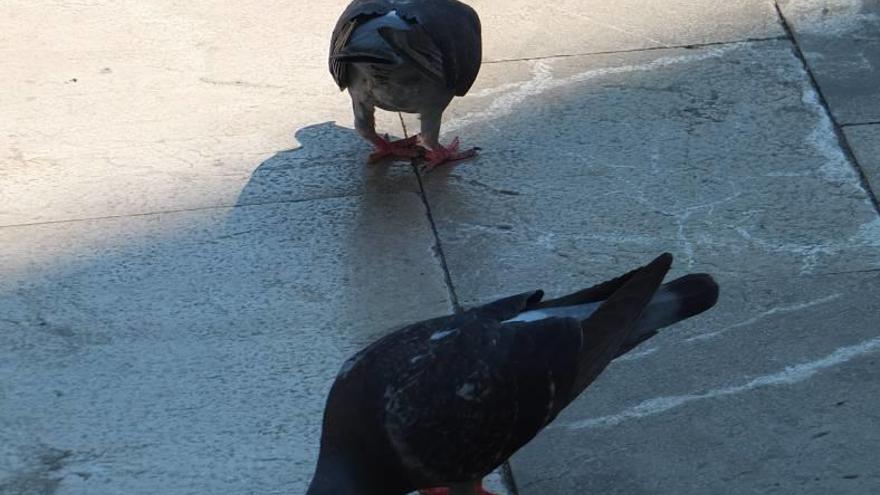 Varias palomas domésticas asilvestradas pululando por una plaza pública de Sóller.