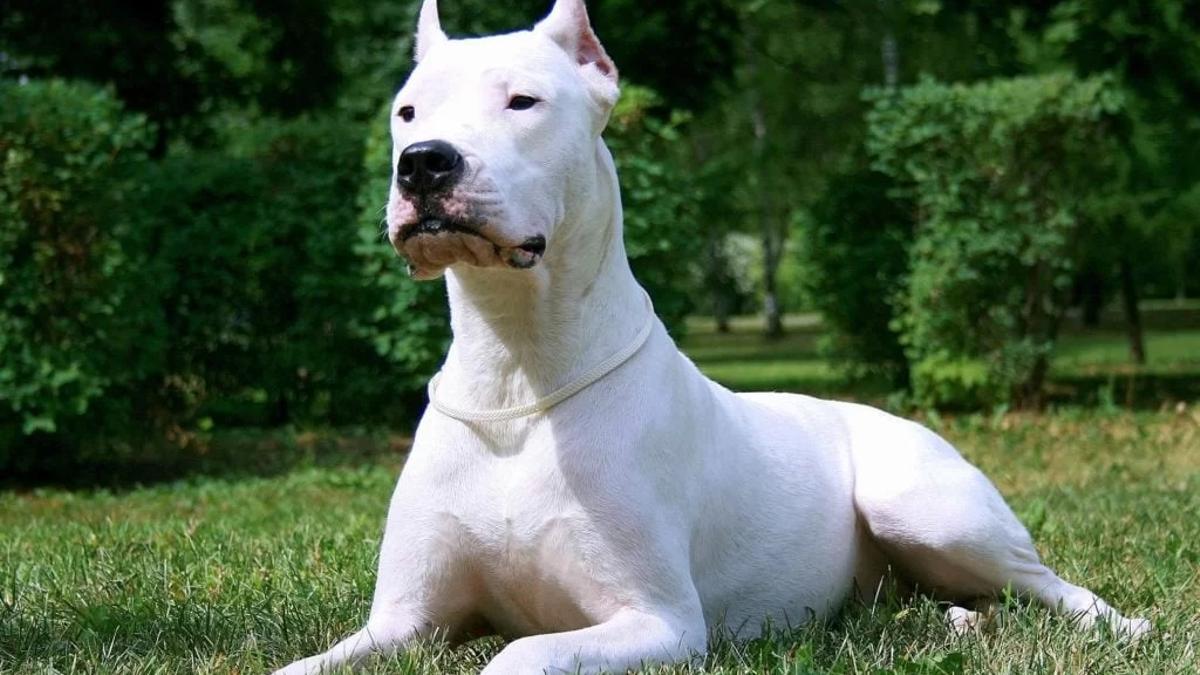 Dogo argentino, uno de los perros considerados peligrosos