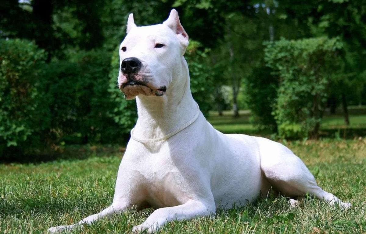Dogo argentino, uno de los perros considerados peligrosos