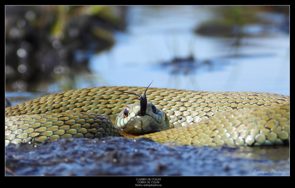 Del ciervo volante a la cobra de agua viperina: los disparos (fotográficos) de un militar que documenta la fauna de Muros-Noia Del ciervo volante a la cobra de agua viperina: los disparos (fotográficos) de un militar que documenta la fauna de Muros-Noia