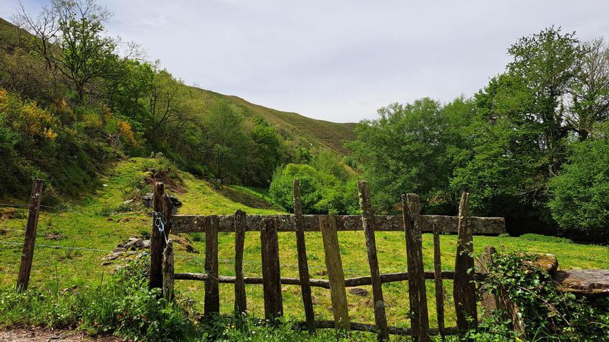 Detectados en Pontevedra dos nuevos focos del COVID de las vacas