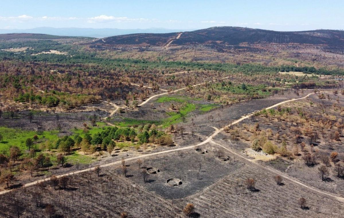 Bosques quemados el pasado verano y rebrotados en la Sierra de la Culebra. | EAZ