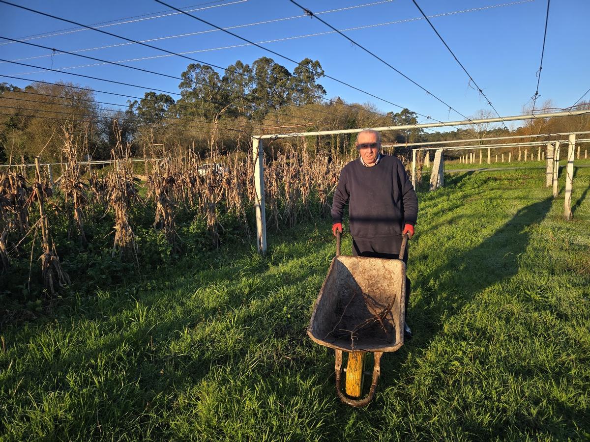 Un viticultor trabajando en el viñedo, esta mañana.