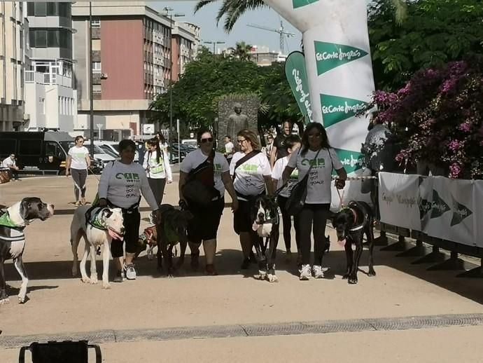 Carrera de mascotas Can We Run