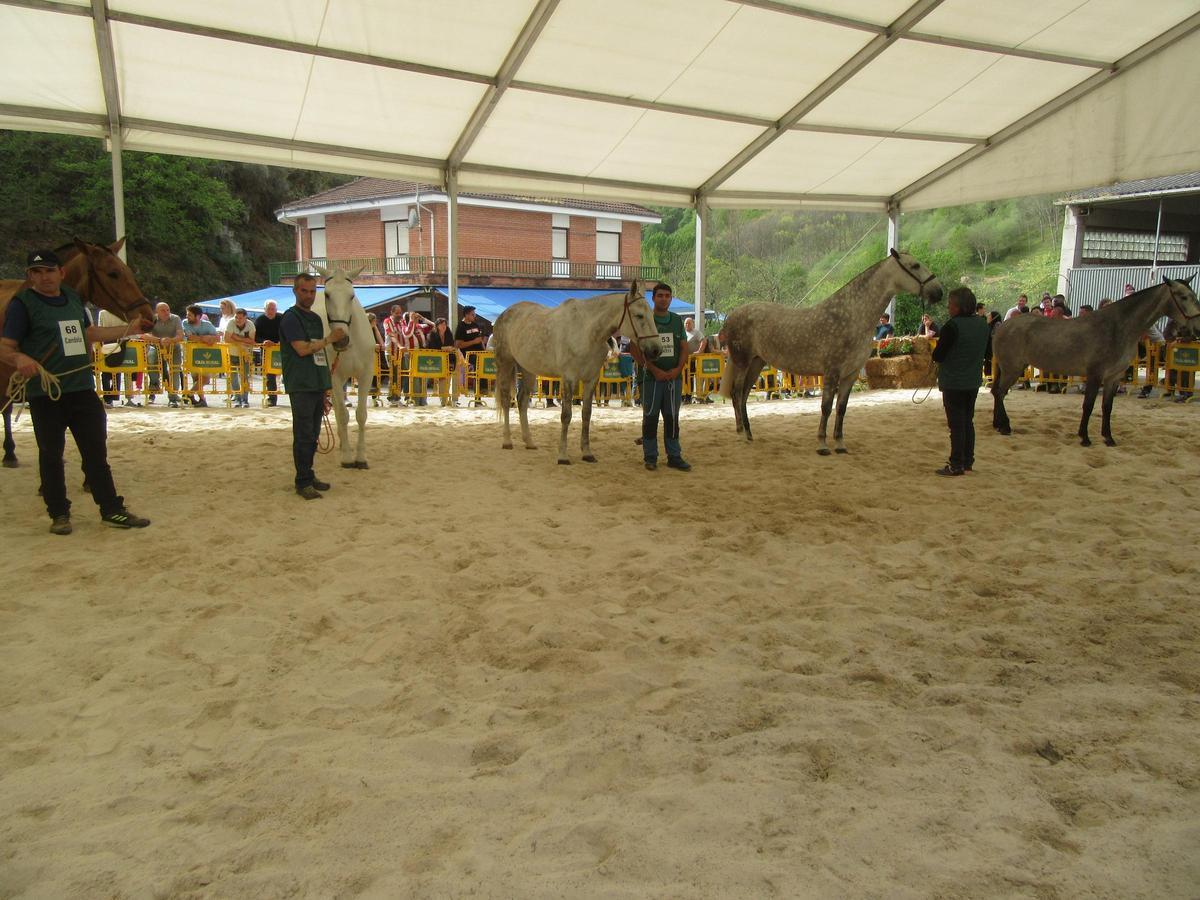 Algunas yeguas de pura raza española.