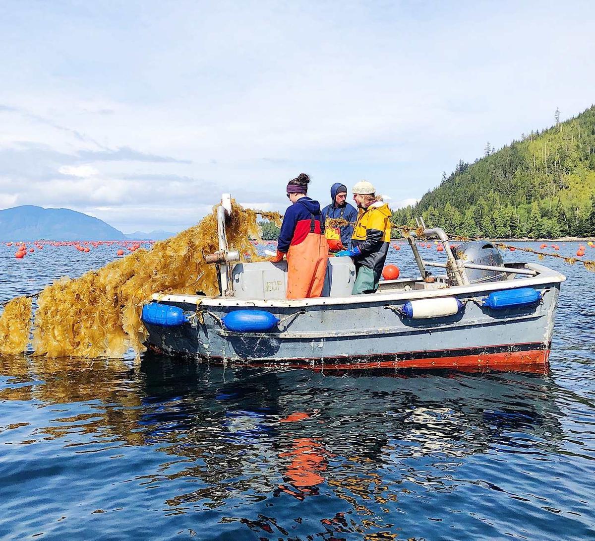 Tres operarios en una granja de algas marinas en Alaska.