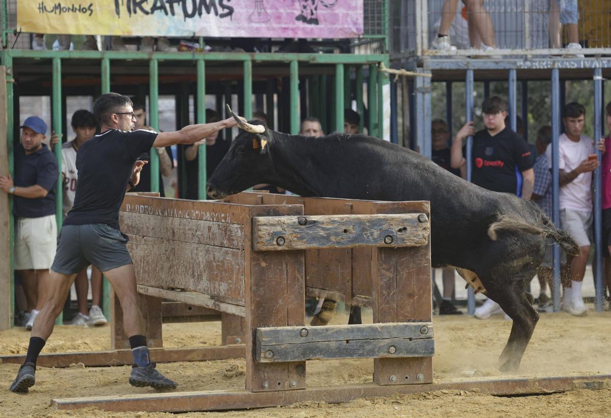 Una tarde de vaquillas en las fiestas de Sagunt de este año.