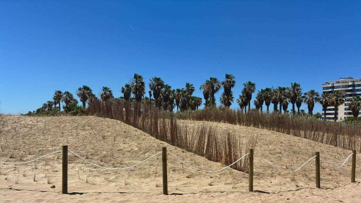 La playa de Els Peixets de Alboraia recupera sus dunas.