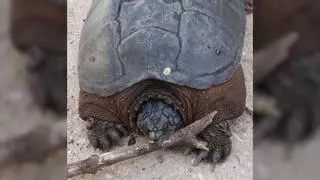 Dos tortugas de una especie americana y potencialmente peligrosa, halladas en una localidad madrileña