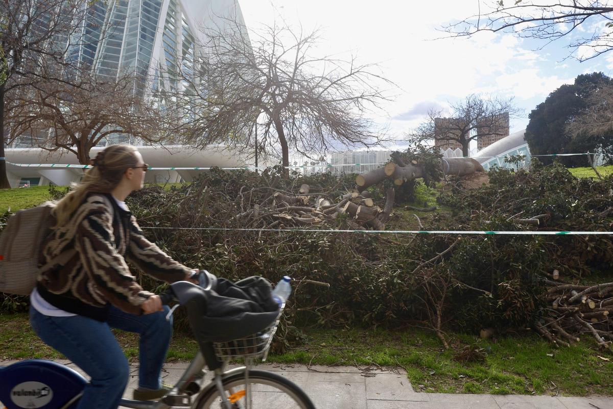 Desperfectos en el Jardín del Turia por el fuerte viento.