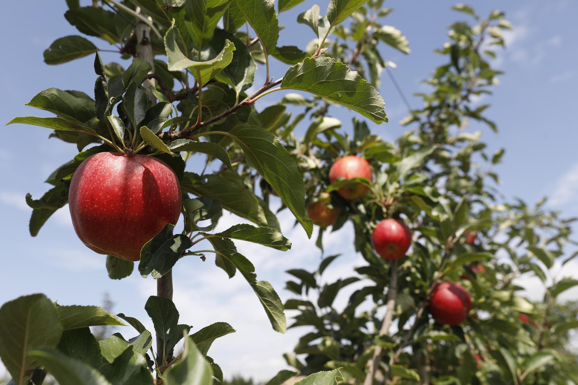 Bàsquet i pomes de Girona planten cara als poderosos