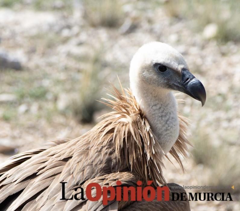 Liberan un Buitre Leonado en la Sierra de Mojantes