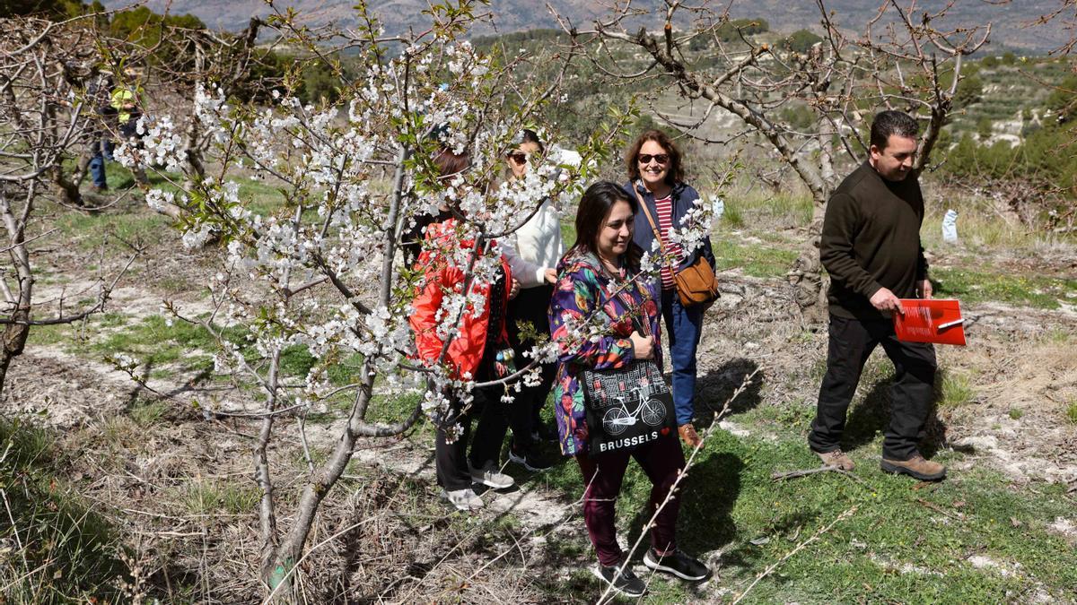 " Menjars de la Terra" ha organizado junto con el Consejo regulador de la IGP Cereza de la Montaña de Alicante una actividad que profundiza en el conocimiento de la fruta