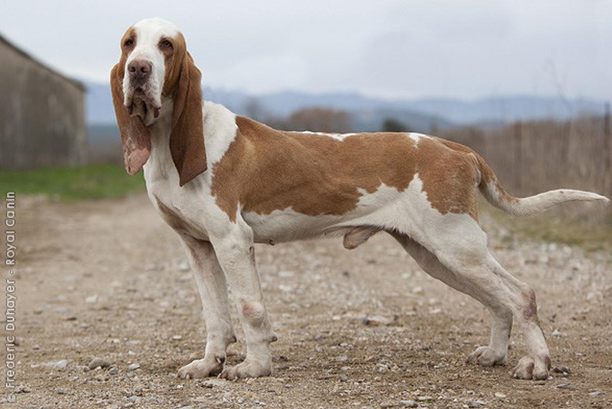 Sabueso Español: una de las razas de perros de caza españoles más apreciadas