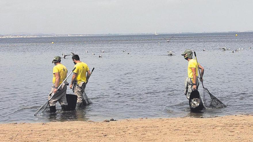 Más de un millón de euros para retirar lodos de las playas del Mar Menor