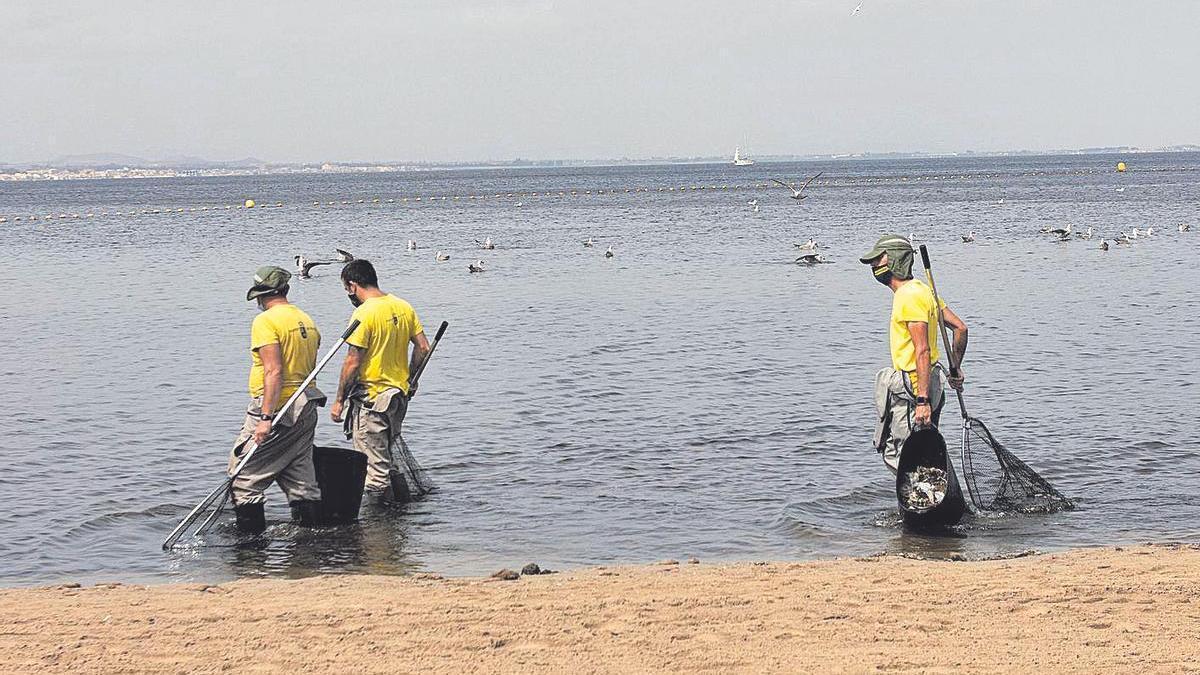 Recogida peces en el Mar Menor.