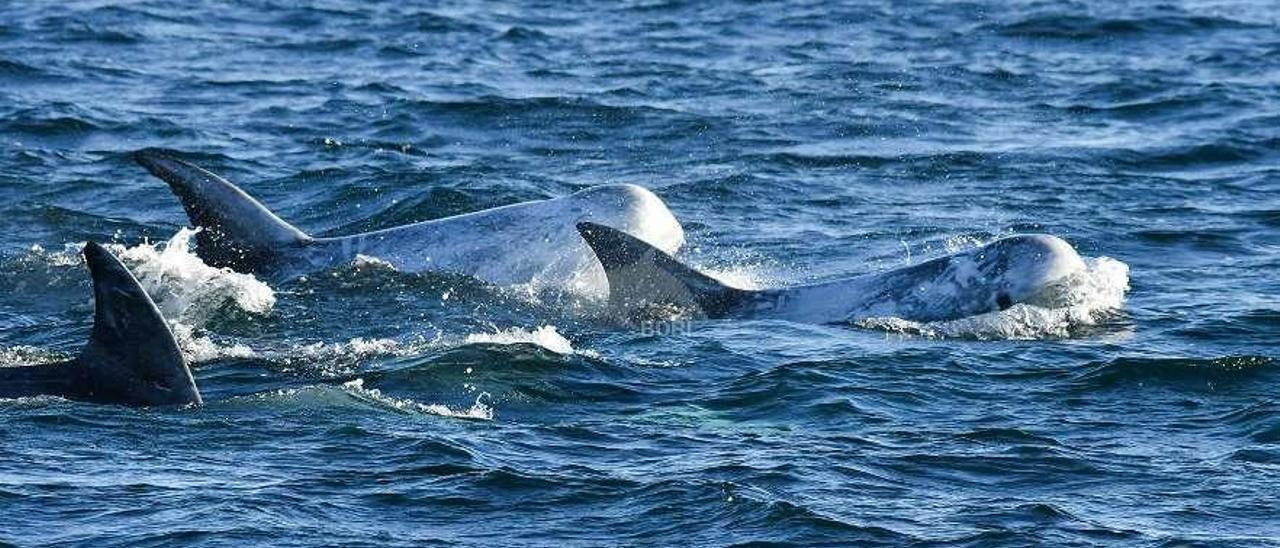 La familia de calderón gris avistada en la ría estaba formada por once miembros. // BDRI