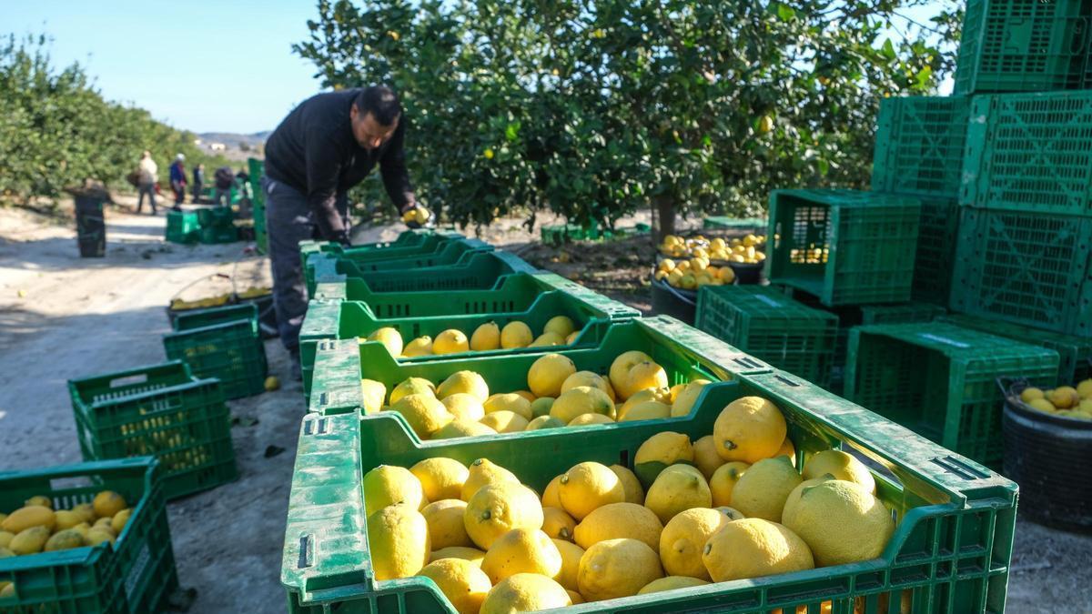 Las altas temperaturas convierten las naranjas en limones en la provincia de Alicante