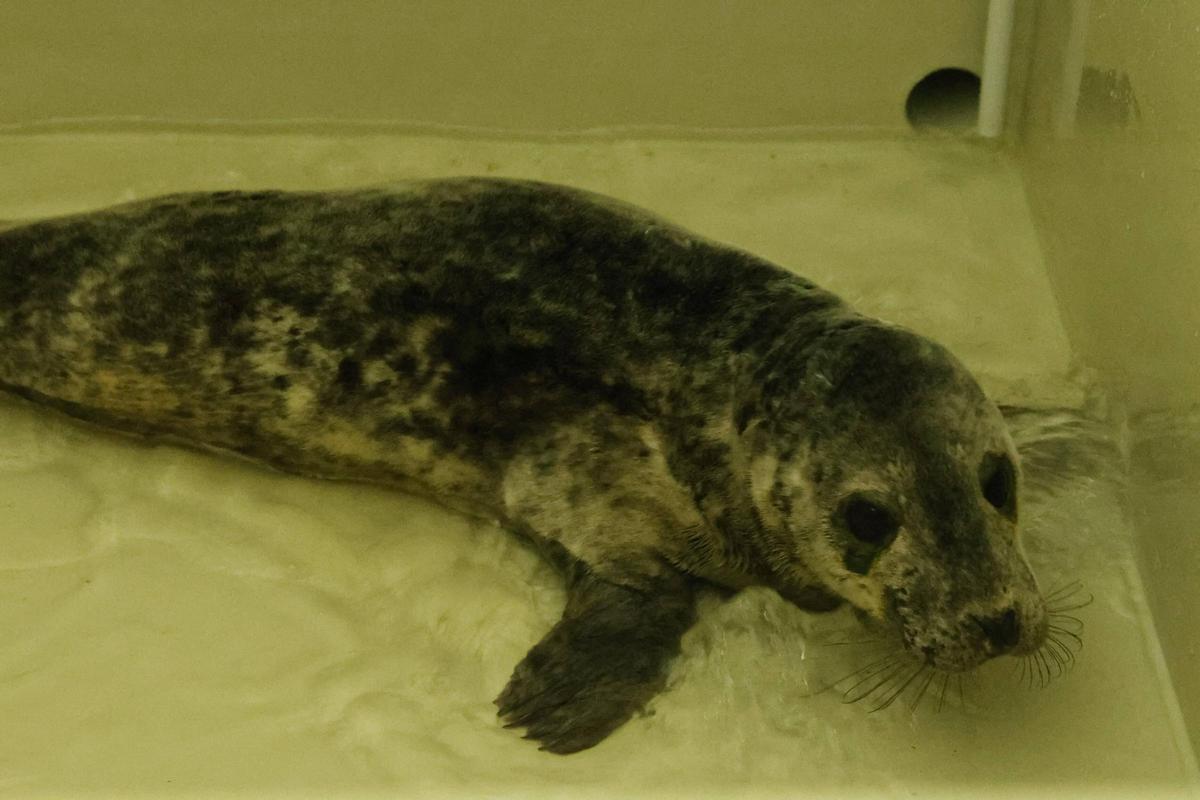 La foca que quedó varada en la playa de Cadavedo ya se recupera en el Acuario de Gijón (en imágenes)