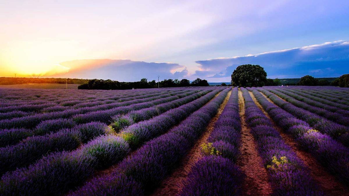 Brihuega, tierra de lavanda en la Alcarria