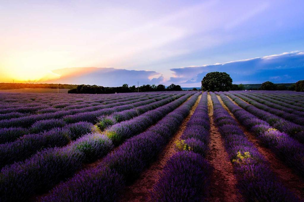 Campo de lavanda, Brihuega, Guadalajara