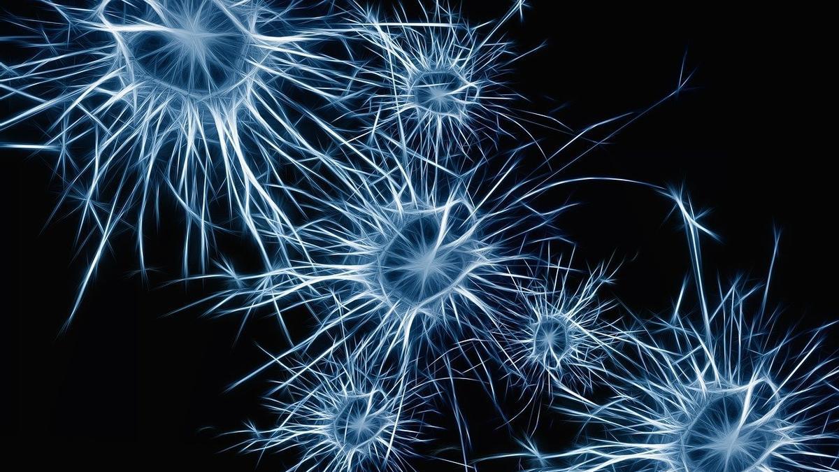 Neuronas, la clave de un cerebro saludable