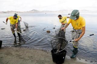 La salinidad del Mar Menor baja hasta niveles del Mediterráneo