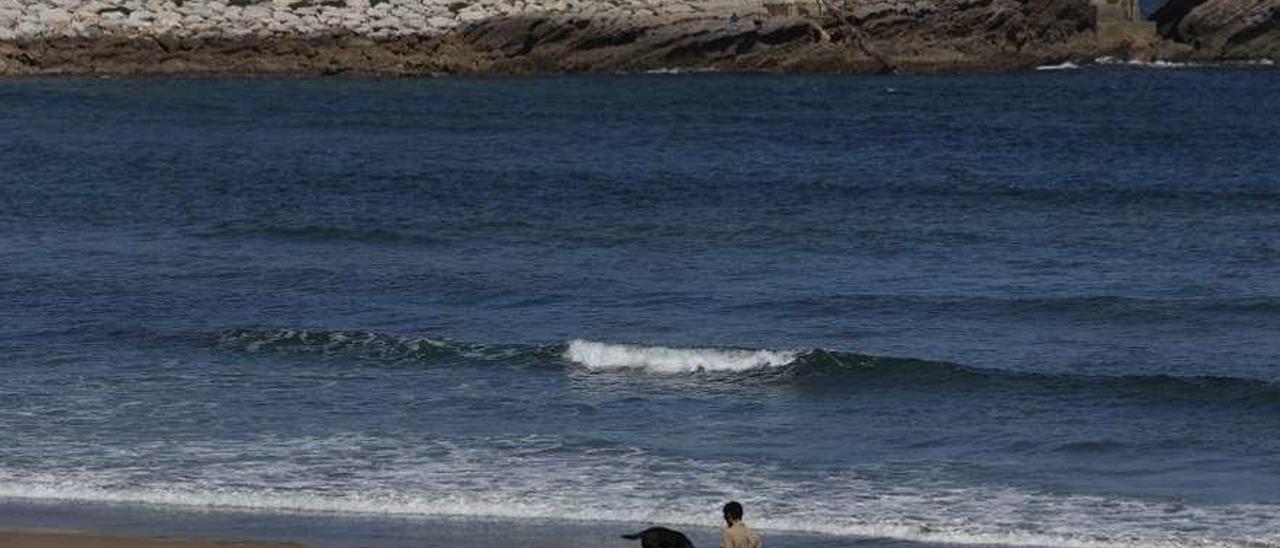 Un perro suelto, ayer al mediodía, en la playa de Salinas.