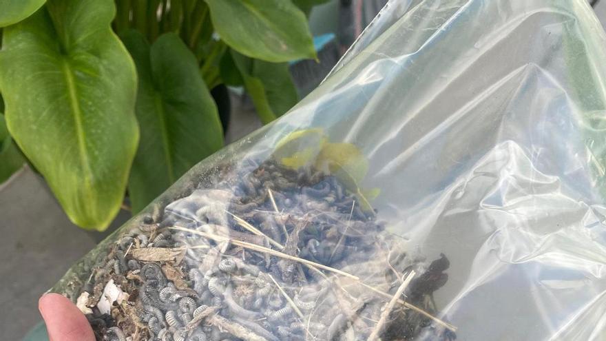 Denuncian ante la Guardia Civil la invasión de milpiés en la zona Horts de Canals