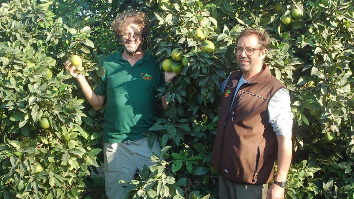 Plantación de naranjas ecológicas en Palma de Río, Córdoba.