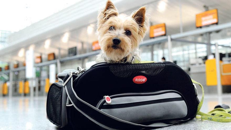 So kommt auch Wuffi mit ins Flugzeug