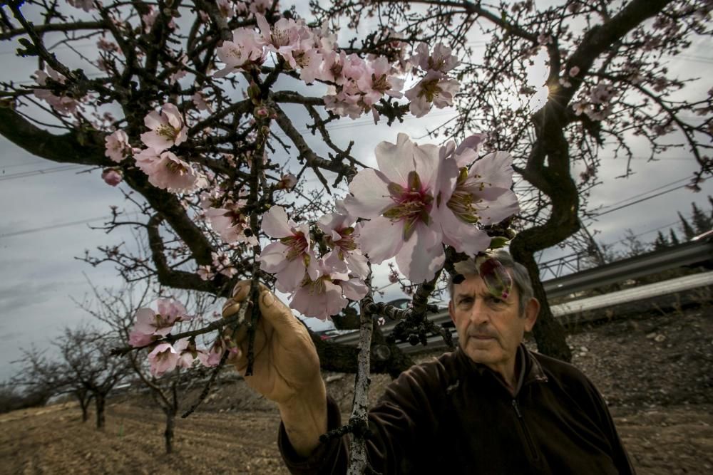 Los almendros comienzan la floración en Elche