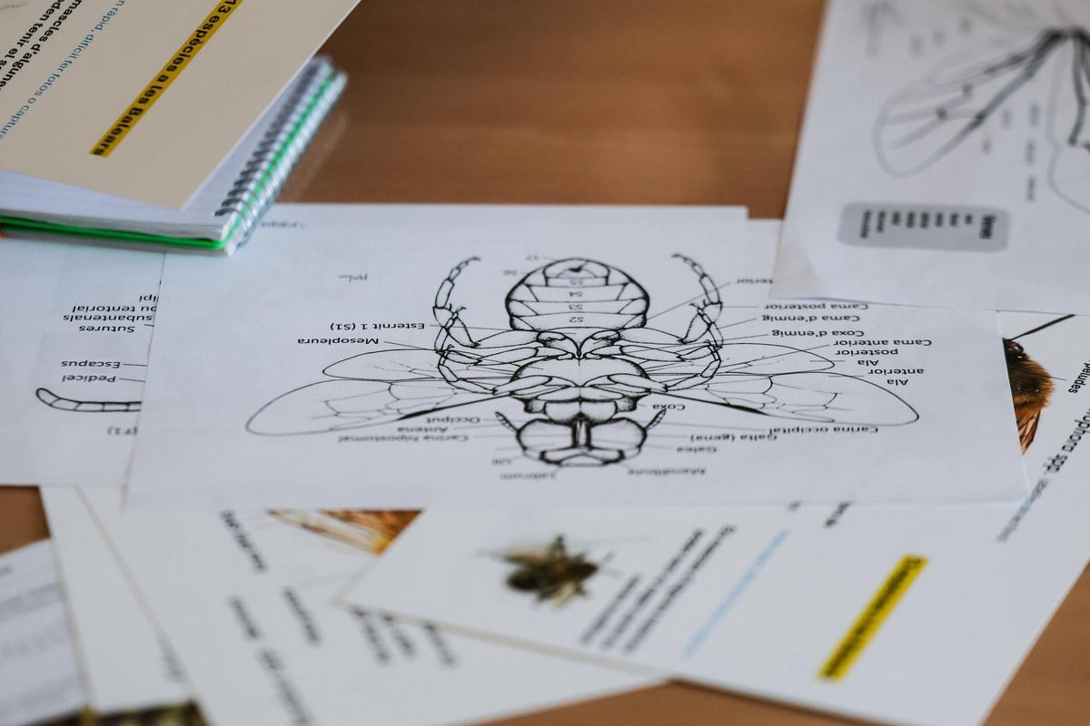 Un taller para identificar las abejas silvestres de Baleares