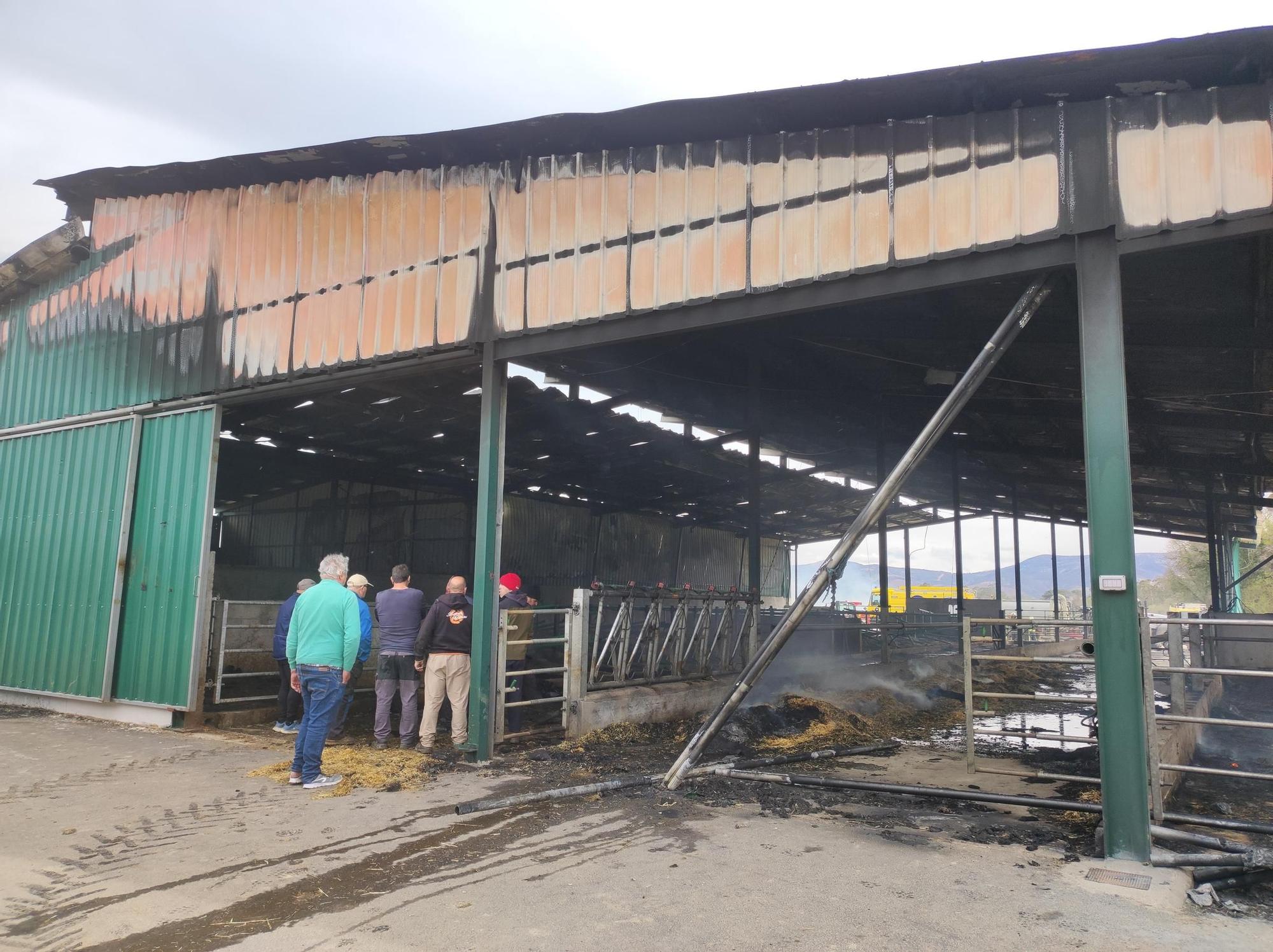 En imágenes: El fuego devora una nave ganadera en Otur (Valdés) y causa daños a un centenar de vacas