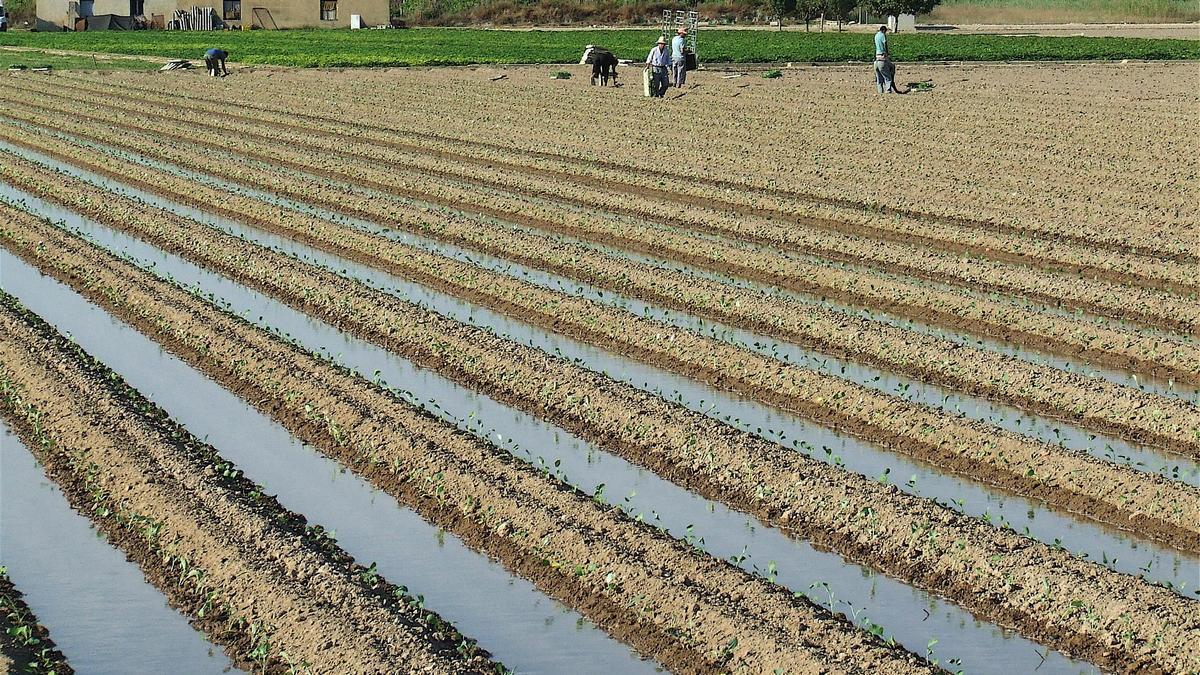 Riego &quot;a manta&quot; en una zona de huerta tradicional de Rojales-San Fulgencio