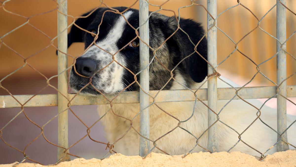 Un perro en la sociedad protectora de animales y plantas de Málaga.