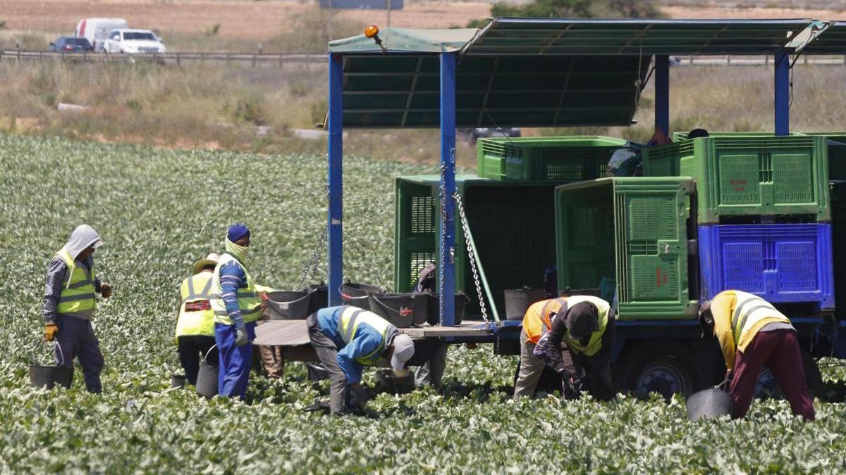 Empleados agrícolas trabajando en Cartagena, uno de los sectores más lastrados por la economía sumergida en la Región.