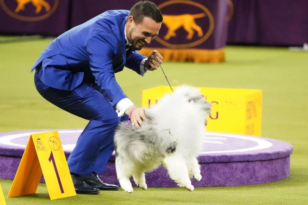 El Westminster Kennel Club, un dels shows de gossos de raça més importants del món