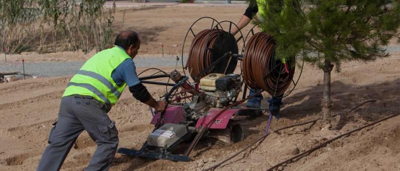 Un nuevo pulmón verde en el campus de la UMH