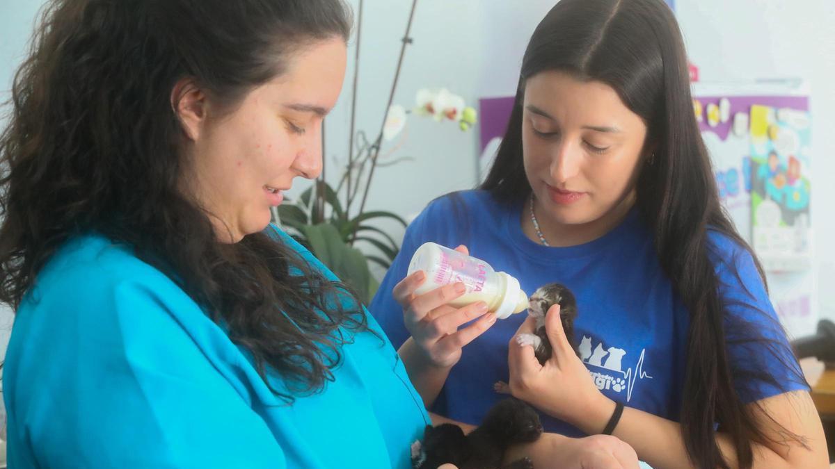 Gatos rescatados por el Refugio en la clínica.